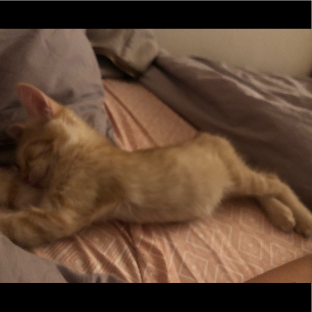 Meet your Posher, Alicia